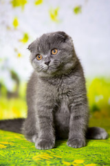 Naklejka na ściany i meble grey-blue Scottish kitten