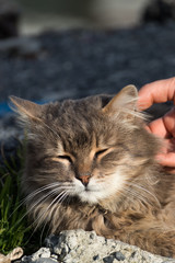 street cat cared by man