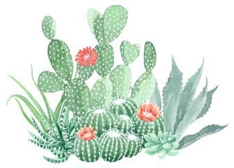 Watercolor Cactus and Succulents