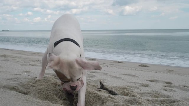 Funny dog digging a whole in the sand