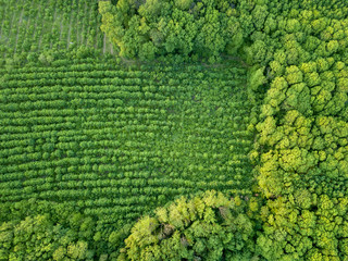 Forest and plantations of young trees. Concept of forest conservation. Drone photographу