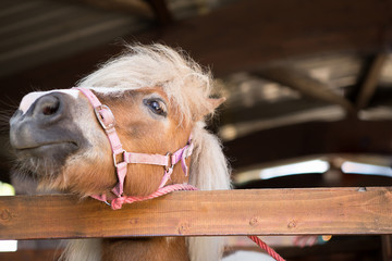 Sad pony in the barn.