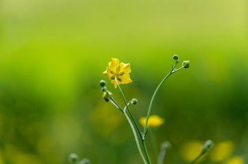 Selective focus of a buttercup petal in bloom 