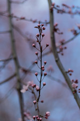 pinks buds