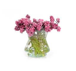 Bouquet of blossoming muscari isolated on white background	