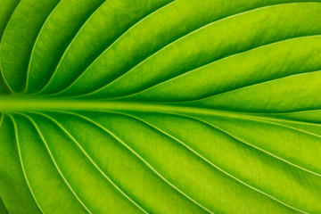  green leaf as background