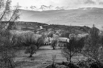 Pyrenees black and white