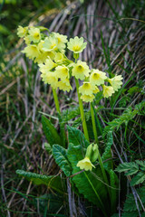 Yellow Primula close up full in bloom.