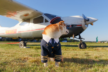 Funny photo of the Shiba Inu dog