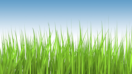 An illustration of a tall grass.