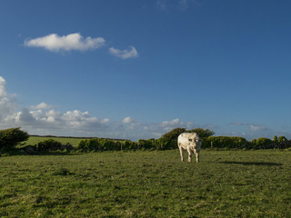Single white bull in a field on a sunny day.