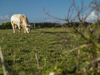 White bull grazing in a field on a sunny day with clear blue sky.