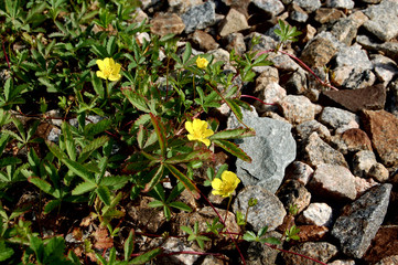 small flowers and stones
