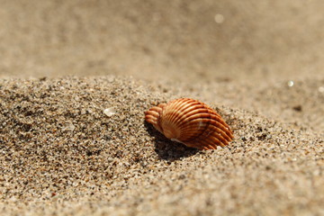 Muschel im Sand