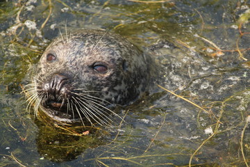 Seal Close Up