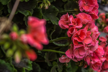 Obraz premium garden rose flowers concept