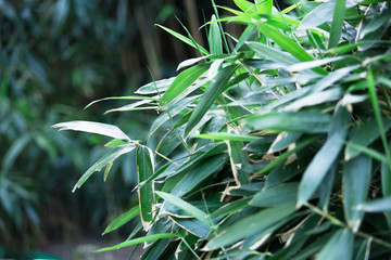 Nature green plant