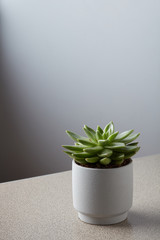 Pot with a Eucheanian succulent on a gray marble table