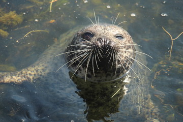 Seal Close Up