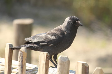 Black Crow Close Up