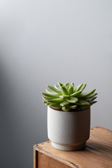 Succulent in pot on a wooden table on a white wall background with copy space