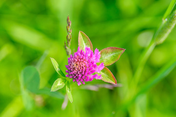 pink Clover Flower in green background. Close up.
