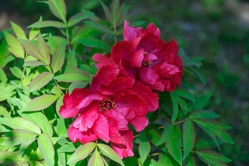 Blooming red tree peonies in the spring season.