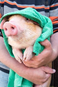 Man with red hair wipes piglet after bathing with green towel