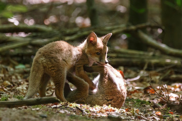 Fuchswelpen im Wald

