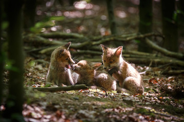 Fuchswelpen im Wald

