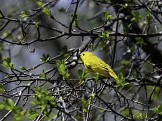 Yellow Warbler in Spring