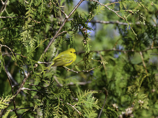 Yellow Warbler in Spring