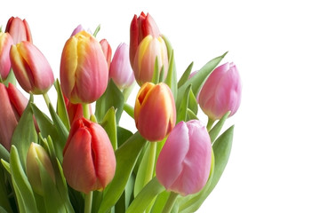 Fototapeta premium Colorful tulips isolated on white