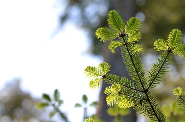Fresh conifer tree branches on bright background