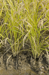 Rice crop 