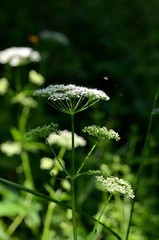 White flowers with an flying insect in the sun