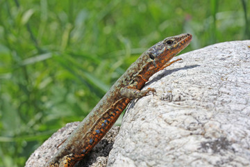 lucertola dei muri (Podarcis muralis) - maschio