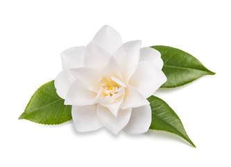 camellia flower isolated