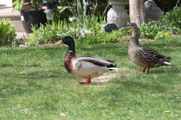 Obraz premium Mallards, drake and hen (Anas platyrhynchos), standing on the grass of a residential home. Bird seed on the ground.