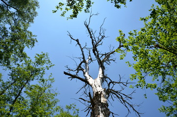Dead tree surrounded by leaves with a blue sky