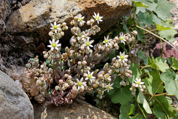 ciuffo di borracina (Sedum dasyphyllum)  in un vecchio muro