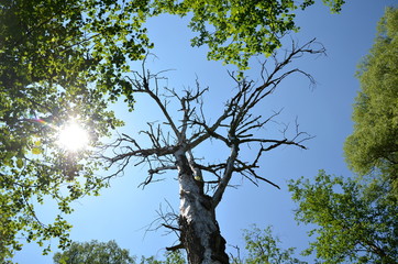 Old dead tree with leaves and sunbeams on blue sky