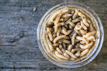 Close-up maggots warm in plastic container on old wooden background. Fishing 	preparations concept