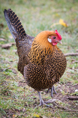 Chicken brightly coloured