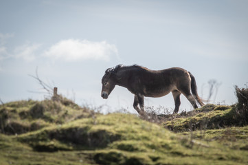 Exmoor pony walking into the wind