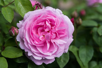 Naklejka premium Rose Mary Rose; Angielska róża