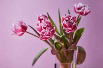 Bouquet of tulips in a glass vase on a pink background