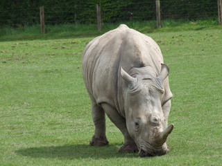 Obraz premium Rhino n°1