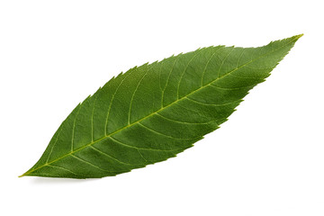  ash tree leaf