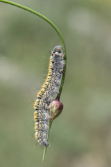 larva